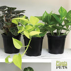 Essential Houseplant Collection (4PK) Live Plants Indoor Plants Live Houseplants in Plant Pots, Easy House Plants Indoors Live, Snake Plant, Pothos in Potting Soil, Clean Air Plants by Plants for Pets