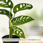LEAL PLANTS ECUADOR Monstera Adansonii Swiss Cheese Plant (Pack of 2) Indoor houseplant | Live Plant Easy to Grow Indoor| Air Purifying Indoor Plant, Unique Gift for Plant Lovers