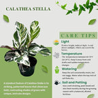 Calathea Live Plant in 4" Pot - Calathea Stella Plant Live - Pet Safe Easy to Grow Indoor Houseplants Flowers for Home Office Wedding Decor & Birthday Gift (Heat Pack Included)