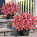 Artificial Morning Glory & Eucalyptus Topiary Trees - Set of 2 Faux Silk Flower Potted Plants, UV-Resistant Fake Outdoor Morning Glory Bushes for Front Door, Yard, Farmhouse, Garden Decor (Rose Red)