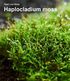 Live Moss Variety Pack for Reptiles– 3-Pack Mixed Real Terrarium Mosses (Each 3.5" x 7") – Live Sheet/Sphagnum Moss for Snake Gecko Turtle Frog Habitats, DIY Plant Décor – Fresh Reptiles Substrate
