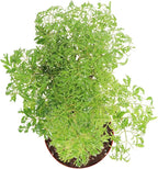Ming Aralia - 8'' from California Tropicals