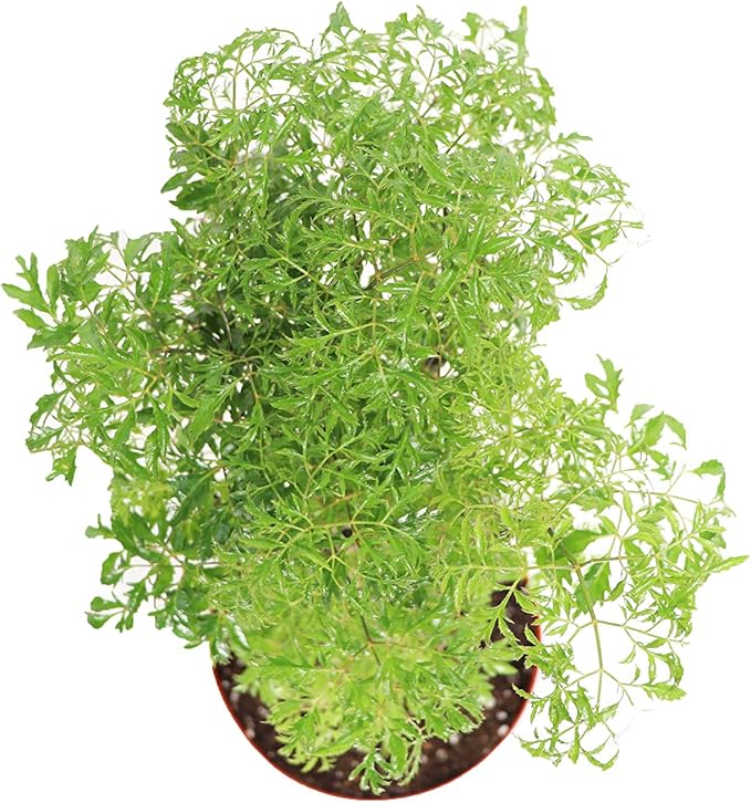 Ming Aralia - 8'' from California Tropicals