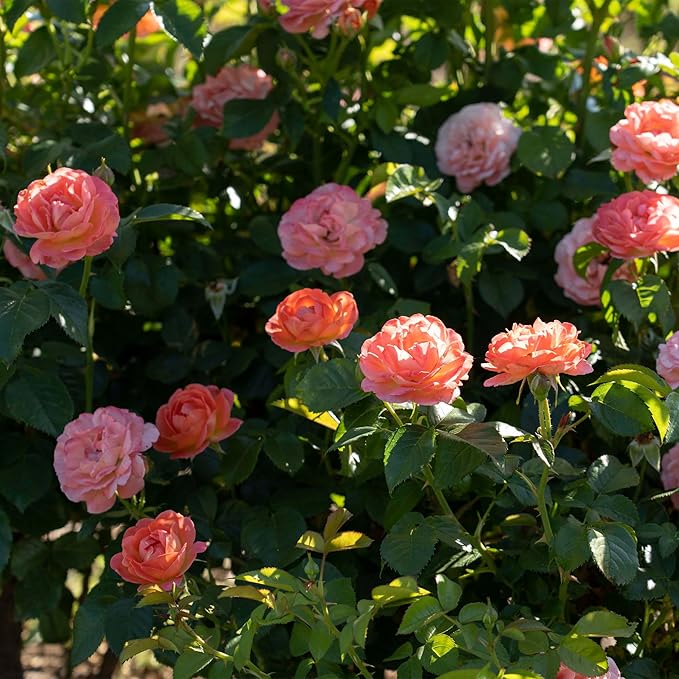 2 Gallon The Orange Glow Knock Out® Rose Plant with Orange Blooms