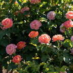 2 Gallon The Orange Glow Knock Out® Rose Plant with Orange Blooms