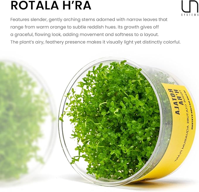 Ultum Nature Systems Rotala H'ra Tissue Culture Live Plant for Aquarium, Freshwater Fish Tank, Aquascaping - 100% Snail Free in Vitro
