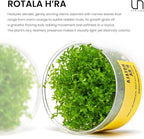 Ultum Nature Systems Rotala H'ra Tissue Culture Live Plant for Aquarium, Freshwater Fish Tank, Aquascaping - 100% Snail Free in Vitro
