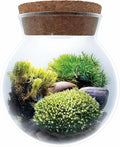 Create Your Serene Moss Sanctuary with The Unique Gardener Moss Bowl Terrarium Kit with LED Light - Complete Terrarium Supplies, Indoor Plants for Stress Relief & Air Purification!