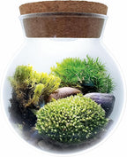 Create Your Serene Moss Sanctuary with The Unique Gardener Moss Bowl Terrarium Kit with LED Light - Complete Terrarium Supplies, Indoor Plants for Stress Relief & Air Purification!