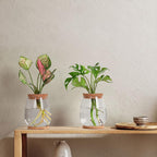 2 Pcs Propagation Vases, Tabletop Plant Terrarium for Propagating Hydroponic, Glass Terrarium Vase Jars, Home Kitchen Decorations and Gifts for Plant Lovers