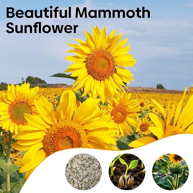 Groundio Mammoth Sunflower Seeds to Plant, 1 Ounce Packet 300+ Seeds, 6-12 FT Giant Sunflower, Non-GMO, Heirloom, High Germination, Grown in the USA