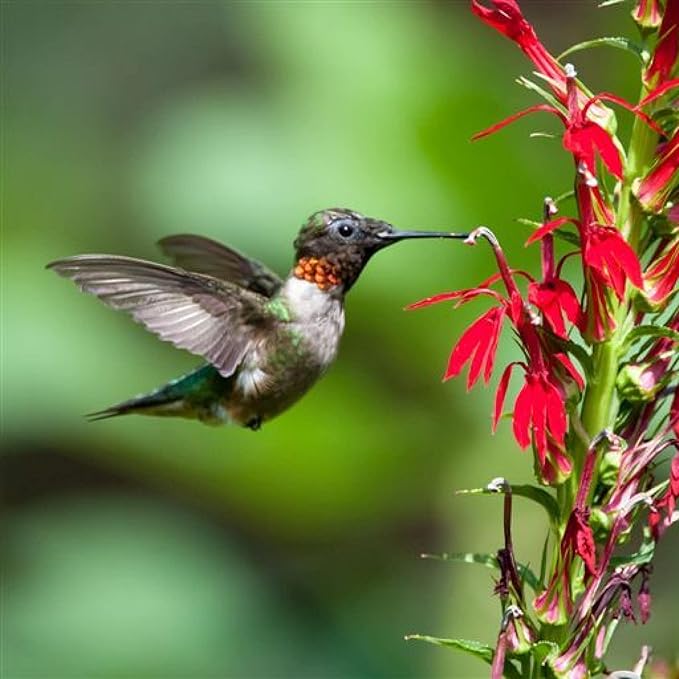 Cardinal Flower, a Great Live Pond Plant for Your Water Garden. Filters koi and Goldfish Ponds. Good for Bogs, Plant Shelf or Shallow Water This marginal Aquatic is a Real Beauty