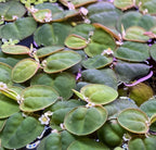 Huge Portion Red Root Floater Plants Lots of Leafs Phyllanthus fluitans Live Floating Aquarium Plant Awesome Aquatic