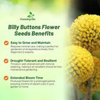 Outsidepride Billy Button Craspedia Globosa Seeds - 2000 Pcs Perennial, Hardy & Drought Tolerant, Flower Seeds for Planting w/Yellow Spherical Blooms, Ideal for Cut Flower & Pollinator Gardens