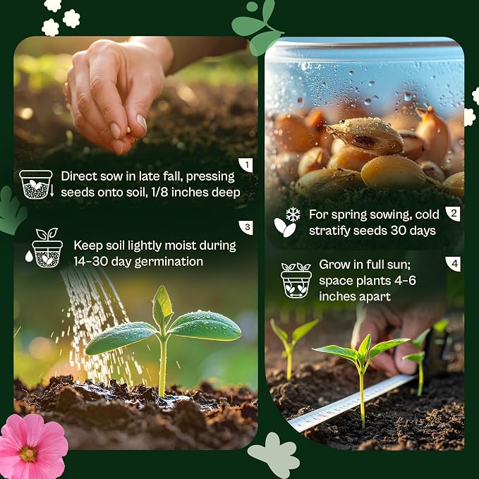 SVI 5500 Purpletop Vervain Seeds (Verbena Bonariensis) - Tall Verbena, Purple Blooms, Pollinator Magnet, Perrenial Seed in Seed Packets - Flower Seeds for Home Garden, Borders, Outdoor Flower Beds