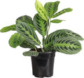 Thorsen's Greenhouse Lemon Lime Prayer Plant, Live Indoor Plant, Pet Friendly, Attractive Houseplant, Lemon Maranta, Natural Air Purifier, Easy to Grow, 4" Diameter Pot (Growers Pot)