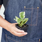 Peperomia Marble Live Plant for Indoor | Different Houseplants in 3'' Pot | Real House Plant for Living Room, Office, Desk & Bathroom | Marble Peperomia | Radiator Plant
