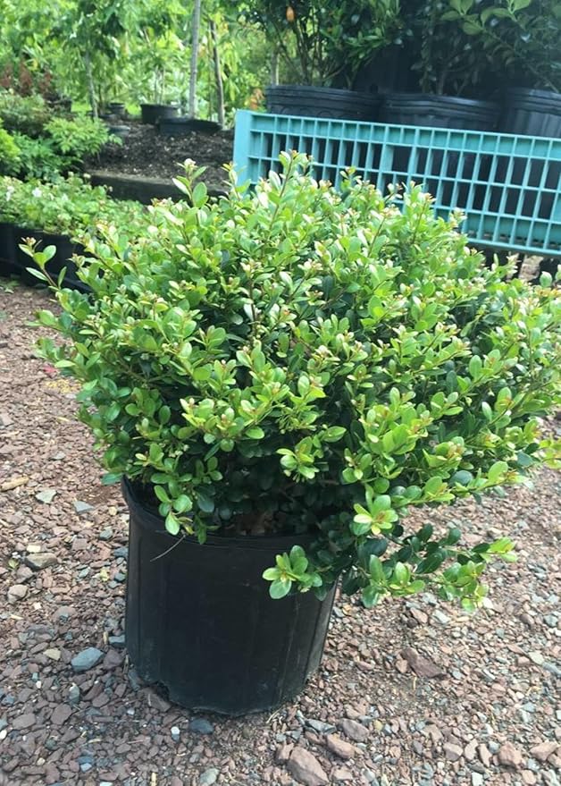 RedCrocus Compacta Japanese Holly Ilex crenata- Evergreen Shrub for Borders & Containers, Pet Safe, Deer Resistant, Low Maintenance, Fine Foliage 3 Gallon