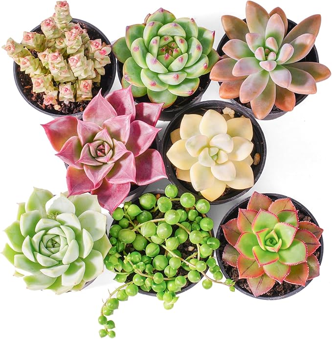Sprout N Green Live Succulent Plants, 8 Pack Assorted Real Succulents Potted in 2" Starter Pot with Soil Mix, Rare Small Indoor House Plants for Home Garden Wedding Decor Party Favor