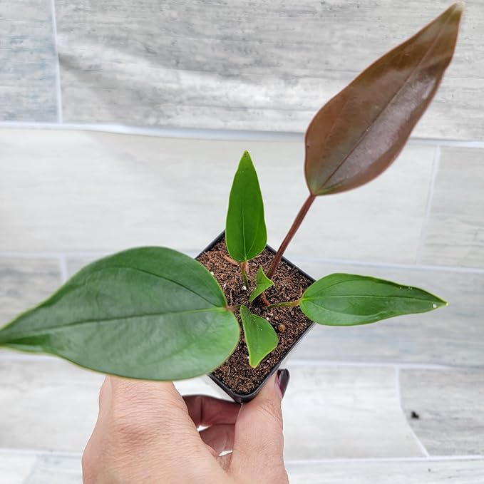 Anthurium Tiny Purple in 4 inch Nursery Plant Pot Live Rare Exotic Tropical Indoor House Plants Easy to Grow Housewarming Gift Decoration Gift for Home or Office by 3exoticgreen