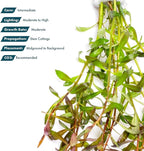 SubstrateSource Live Aquarium Stem Plants - Freshwater Aquatic Plant for Fish Tanks, Aquascaping - (Needle Leaf Ludwigia Arcuata, 1 Bunch)