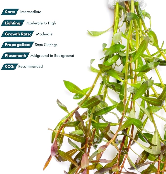 SubstrateSource Live Aquarium Stem Plants - Freshwater Aquatic Plant for Fish Tanks, Aquascaping - (Needle Leaf Ludwigia Arcuata, 4 Bunches)