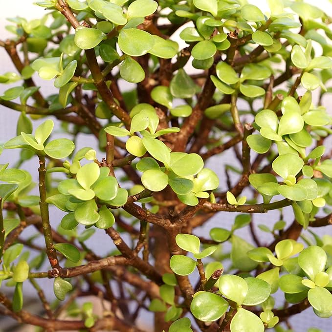 Brussel's Bonsai - Live Dwarf Jade Bonsai Tree with Ceramic Bonsai Pot & Humidity Tray, Indoor Bonsai Plant, 6 Years Old, 10-14 Inches Tall, Easy Care Houseplant for Home or Office (Large)