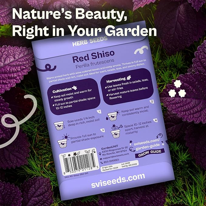 SVI 350 Red Shiso Seeds (Perilla frutescens) – Japanese Shiso Purple Perilla Seed Packets, Aromatic Leaves – Japanese Heirloom Herb Seeds for Outdoor & Indoor Herb Garden