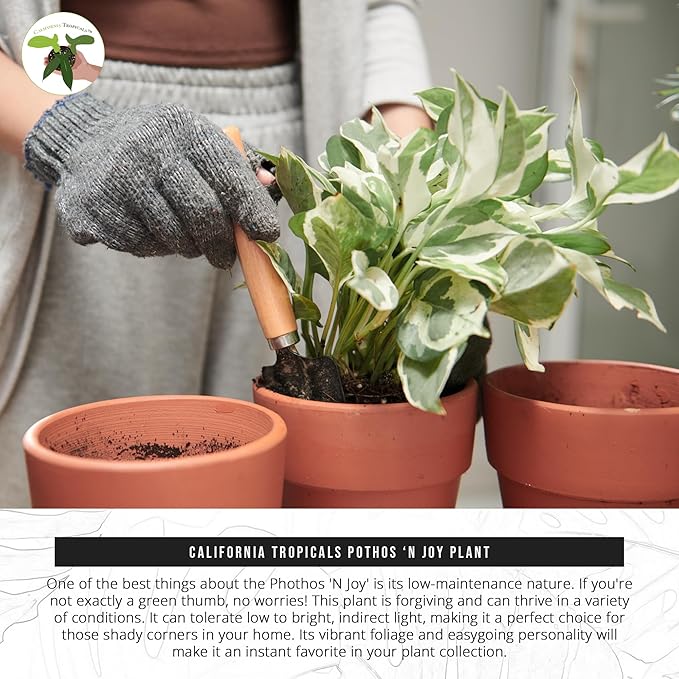 California Tropicals Pothos 'N Joy - 4" Live Plant - Variegated White and Green Leaves - Easy to Care for - Perfect for Home Decor, Gifts, and Office -