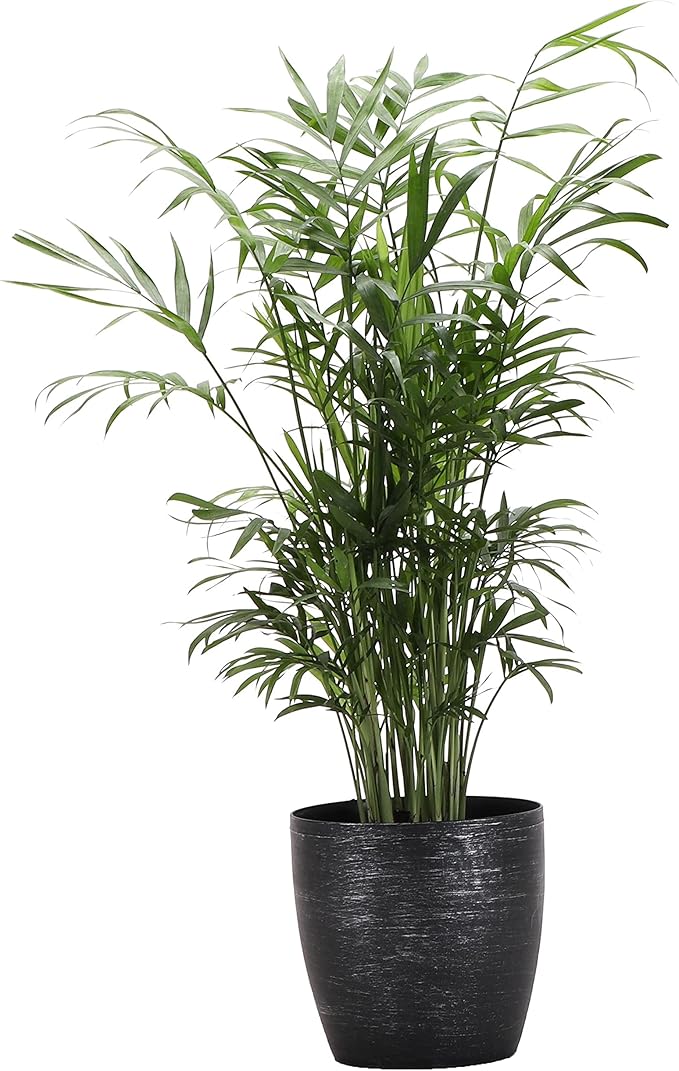 Thorsen's Greenhouse Parlor Palm Plant, Live Indoor Plant, Neanthe Bella Palm, Natural Air Purifier, Easy to Grow, Pet Safe Plant, 4-inch Diameter Pot (Brushed Silver)