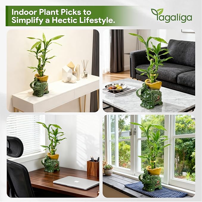 Lucky Bamboo 3-Stalk Set with Pebbles in Elephant Gold Ingot Pot – 6'' 6'' 8'' Live Plant for Wealth and Prosperity