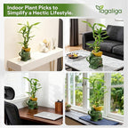 Lucky Bamboo 3-Stalk Set with Pebbles in Elephant Gold Ingot Pot – 6'' 6'' 8'' Live Plant for Wealth and Prosperity
