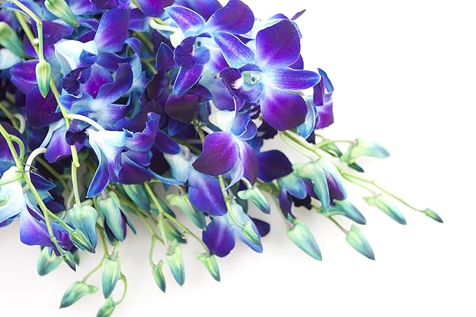 KaBloom - Exotic Blue Sapphire Orchid Bouquet of 20 Fresh Blue Dendrobium Orchids with Vase - Fresh Flowers for Birthday, Valentine's & Mother's Day