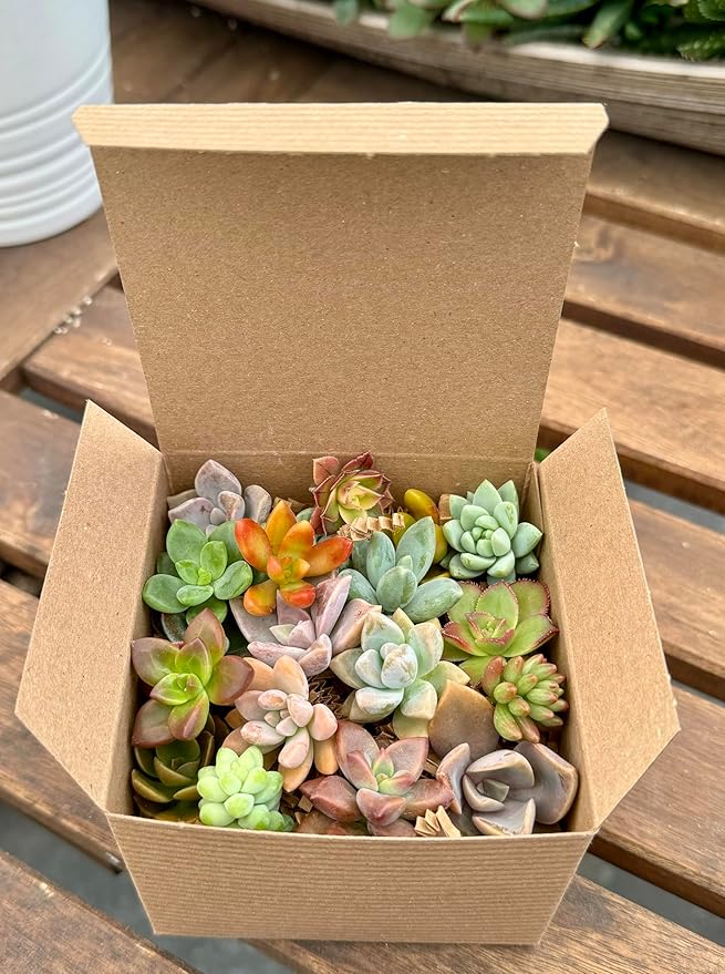 Fat Plants San Diego Miniature Rosette Succulent Cuttings (15)