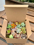 Fat Plants San Diego Miniature Rosette Succulent Cuttings (15)