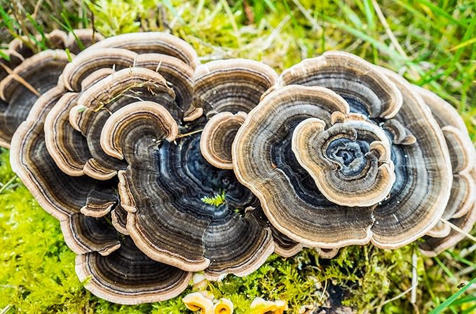 Root Mushroom Farm- 30 Kinds of Mushroom Liquid Culture Available for You to Choose /Turkey Tail(trametes versicolor)