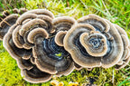Root Mushroom Farm- 30 Kinds of Mushroom Liquid Culture Available for You to Choose /Turkey Tail(trametes versicolor)
