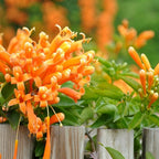 Flame Vine Plant Seeds, 100+ Climing Firecracker Vine Seeds Attracts Pollinators, Heirloom Pyrostegia Venusta Flower Seed for Garden Home Outdoor