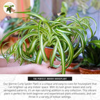 California Tropicals Bonnie Curly Spider Plant - Real Live Tropical Houseplant, Perfect for Indoor/Outdoor Home and Office Decoration, Easy Care, Perfect for Pots, Baskets or Patio - 4 Inch