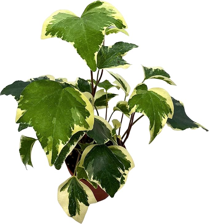 BubbleBlooms Variegated Algerian Ivy, Hedera Algeriensis, Canary Island Ivy, Canary Ivy, Madeira Ivy in 4 inch Pot