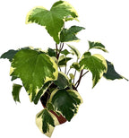 BubbleBlooms Variegated Algerian Ivy, Hedera Algeriensis, Canary Island Ivy, Canary Ivy, Madeira Ivy in 4 inch Pot