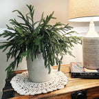 18Inches 10pack Christmas Norfolk Pine Branch Real Touch Artificial Norfolk Branches,Fake Stems Greenery Pine Picks for Indoor Home Holiday Decor Vase DIY Wreath Outdoor Porch Decoration