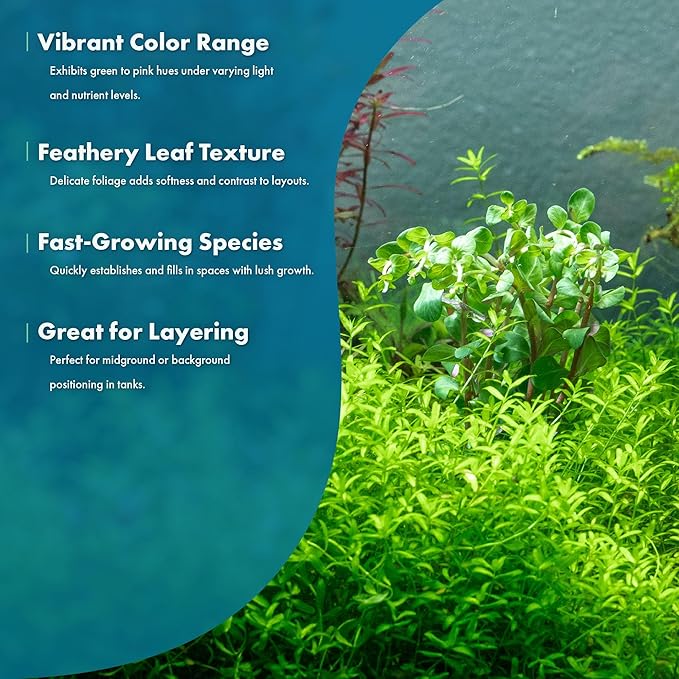 SubstrateSource Live Plant - Rotala Mexicana - Moderate Care, High Light, Bright Green Accent, Freshwater Aquatic Plant for Aquascaping - Lead Bunch