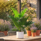 17.7" Philodendron Fake Plants 2 Pack, Artificial Plants Indoor for Home Decor, Faux Green Bonsai Tree in Pot, Cement Moss Base, Evergreen Fake Plants for Living Room & Office