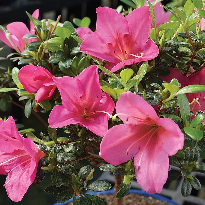 Brussel's Bonsai - Live Satsuki Azalea Bonsai Tree in Grower Pot, Outdoor Flowering Bonsai Tree Live Plant, 5 Years Old, 5-8 Inches Tall, Easy Care Plant for Patio Garden (Small)