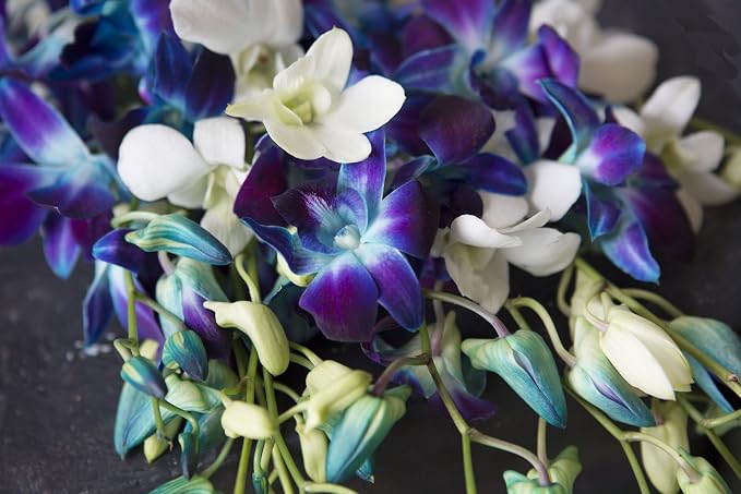 KaBloom - 5 Blue Dendrobium Orchids & 5 White Dendrobium Orchids with Free Vase - Fresh Flowers for Birthday, Valentine's & Mother's Day
