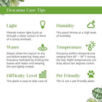 Dracaena Janet Craig Live Plant for Indoor | Different Houseplants in 3'' Pot | Real House Plant for Living Room, Office, Desk & Bathroom | Dragon Tree | Dracaena Janet Craig