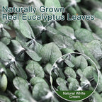 12 Pcs Dried Eucalyptus Stems for Shower, 17'' Natural Real Live Eucalyptus Leaves Branches Hanging Shower Plant for SPA Home Fragrance Bathroom Table Vase Decor