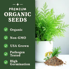 Seedboy Organic Dill Seeds for Planting Indoor and Outdoor, Non-GMO and USDA Certified Herb Seed Packet for Hydroponic Garden Indoor or Planting Outdoors (Bouquet Dill)