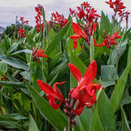 Chalily Canna 'Endeavor', a Great Live Pond Plant for Your Water Garden. Filters koi and Goldfish Ponds. Good for Bogs, Plant Shelf or Shallow Water This marginal Aquatic is a Real Beauty